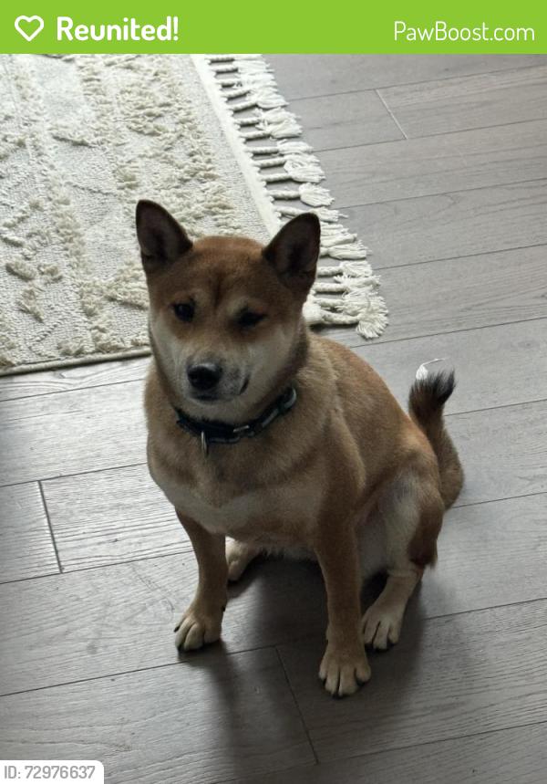Reunited Female Dog last seen Near Amelia Cir south Lyon 48178, South Lyon, MI 48178