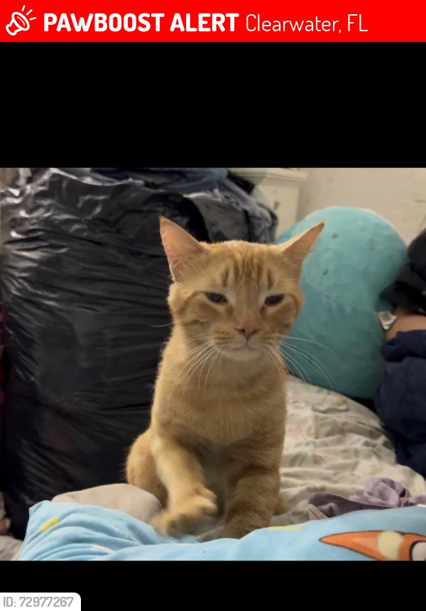 Lost Male Cat last seen Grove st, Clearwater, FL 33758