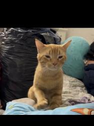 Lost Male Cat last seen Grove st, Clearwater, FL 33758