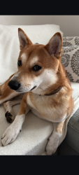 Reunited Male Dog last seen coram road and huntington avenue intersection, Shelton, CT 06484