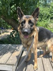 Shelter Stray Female Dog last seen Near Sequoia Ave., 21215, MD, Baltimore, MD 21230