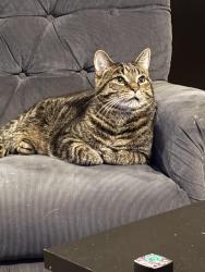 Lost Male Cat last seen Near Carling Dr., Saint Paul, MN 55108