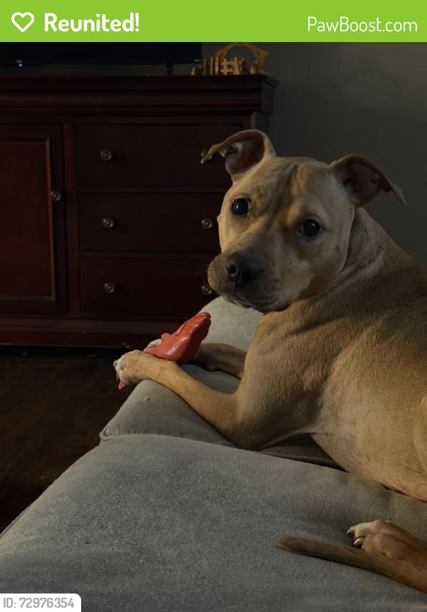 Reunited Female Dog last seen Near NW 55 Terr, Gainesville, FL 32605