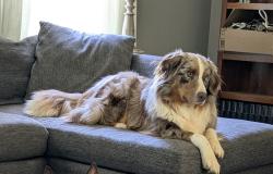 Reunited Male Dog last seen Phillips and Stallings, Matthews, NC 28105