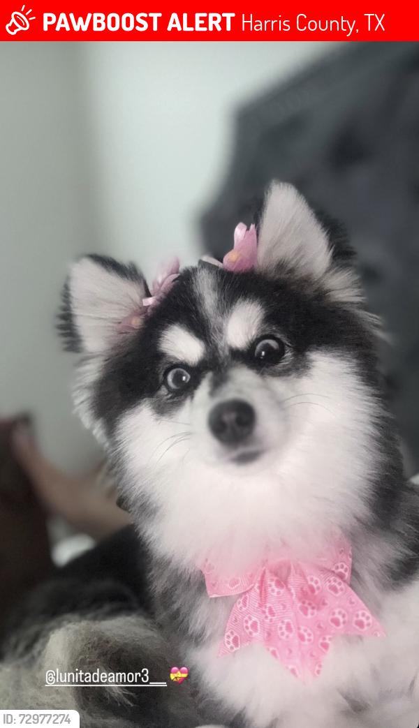 Lost Female Dog last seen Peek dr, Harris County, TX 77493