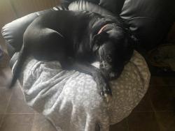Lost Male Dog last seen Pine grove road Ballard, Ballard, WV 24918