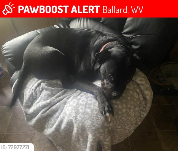Lost Male Dog last seen Pine grove road Ballard , Ballard, WV 24918