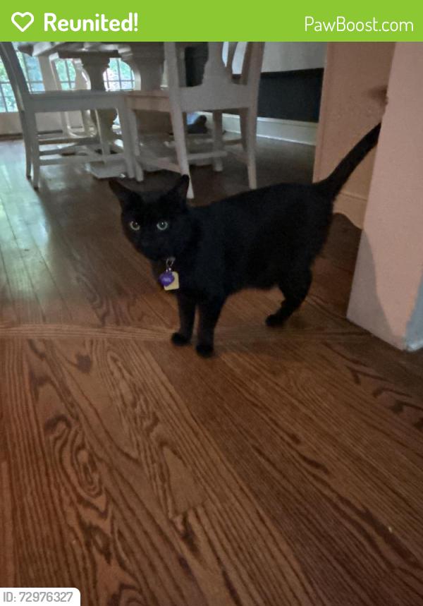 Reunited Female Cat last seen Brook Road, Hunting Hill , Woodbridge, CT 06525