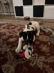 Found/Stray Male Dog last seen sutton wilderness trail, Norman, OK 73071