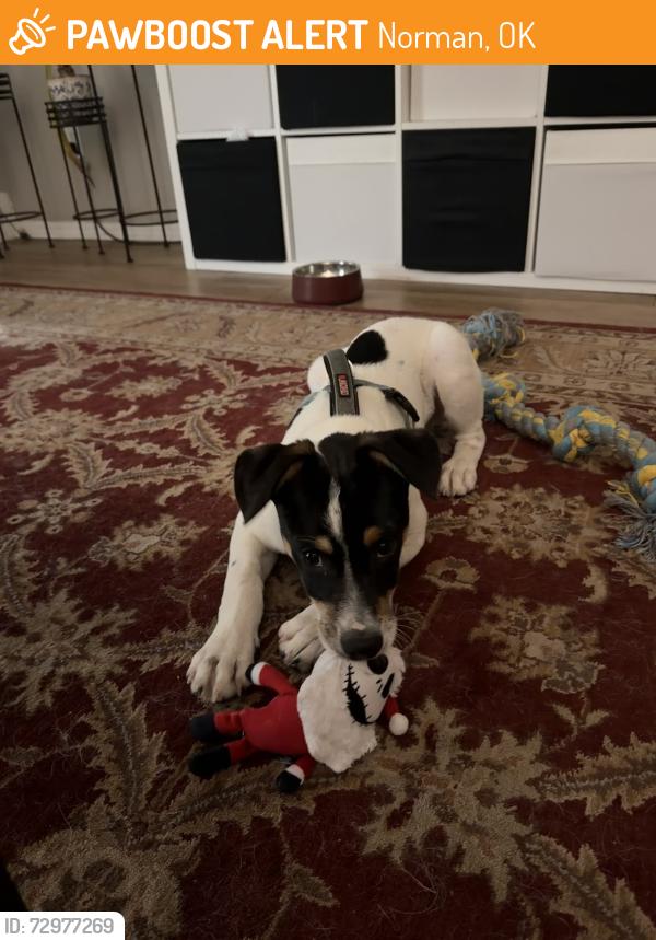 Found/Stray Male Dog last seen sutton wilderness trail, Norman, OK 73071