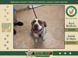 Shelter Stray Male Dog last seen FL, Melbourne, FL 32934