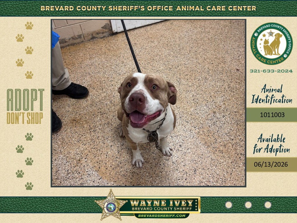 Shelter Stray Male Dog last seen FL, Melbourne, FL 32934