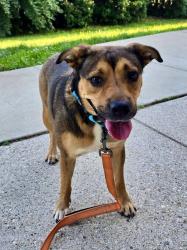 Shelter Stray Female Dog last seen Mountain Road, PASADENA, MD, Millersville, MD 21054