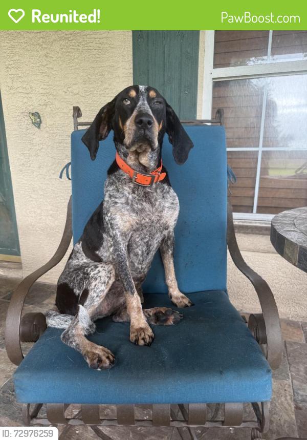 Reunited Female Dog last seen Near Co Rd 755, Webster, FL 33597, USA, Webster, FL 33597