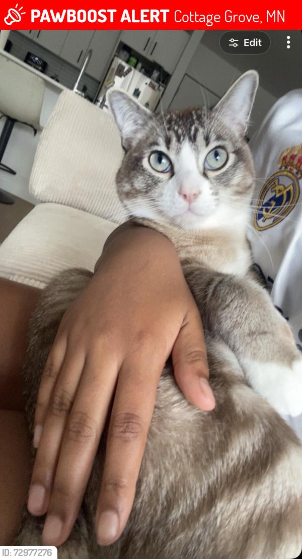 Lost Male Cat last seen Near green way circle south, Cottage Grove, MN 55016