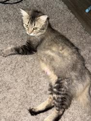 Reunited Female Cat last seen Near Trust Dr, Fayetteville, NC 28301, USA, Fayetteville, NC 28301