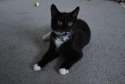 Lost Male Cat last seen Rigside golf course, Rigside, Scotland ML11