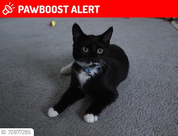 Lost Male Cat last seen Rigside golf course, Rigside, Scotland ML11