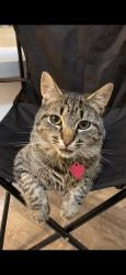 Lost Male Cat last seen Riverwoods subdivision, Hickory, NC 28602