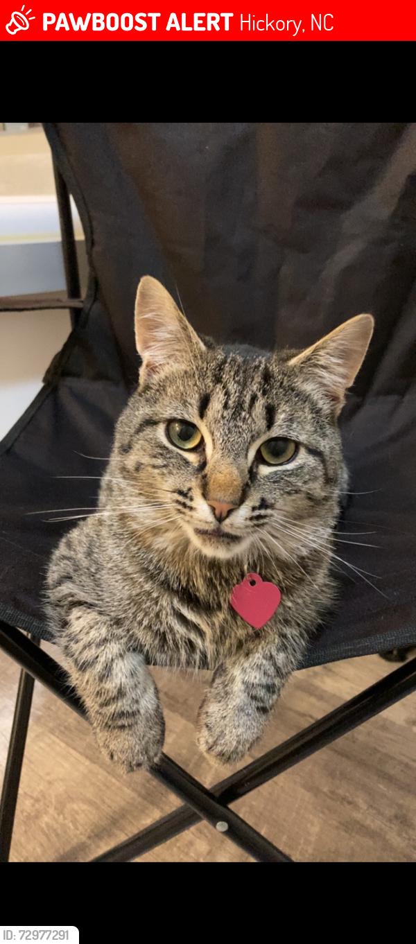 Lost Male Cat last seen Riverwoods subdivision, Hickory, NC 28602