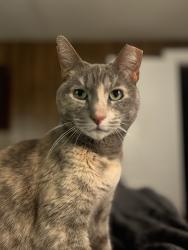 Lost Female Cat last seen Bedford Road & Willow Street, Woburn, MA 01801