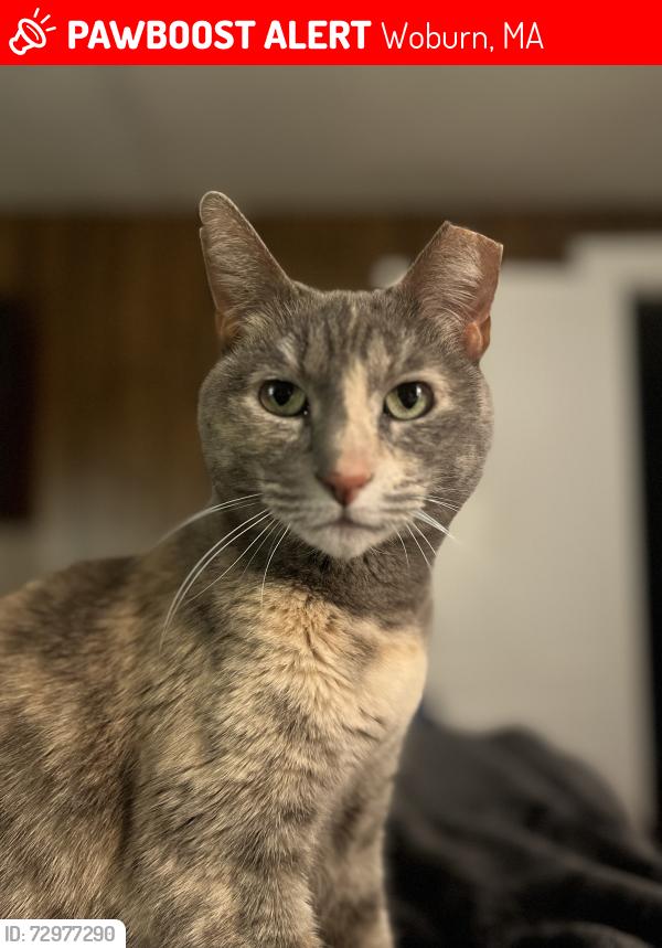 Lost Female Cat last seen Bedford Road & Willow Street, Woburn, MA 01801