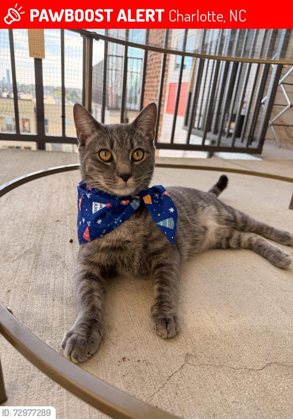 Lost Male Cat last seen 36th st, Yards @ NoDa apmt, N Davidson st , Charlotte, NC 28205