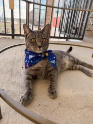 Lost Male Cat last seen 36th st, Yards @ NoDa apmt, N Davidson st , Charlotte, NC 28205