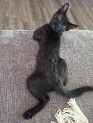 Reunited Male Cat last seen Near the hse, Clarksville, TN 37042
