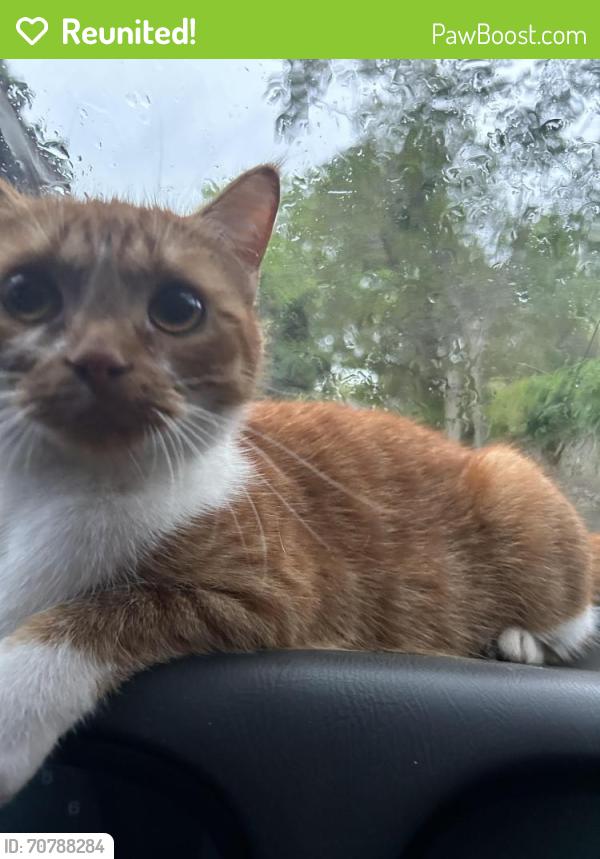Reunited Female Cat last seen Drew st , Clearwater, FL 33755