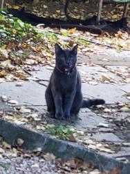 Found/Stray Unknown Cat last seen Avery Ave and Delaware Ave , Buffalo, NY 14216