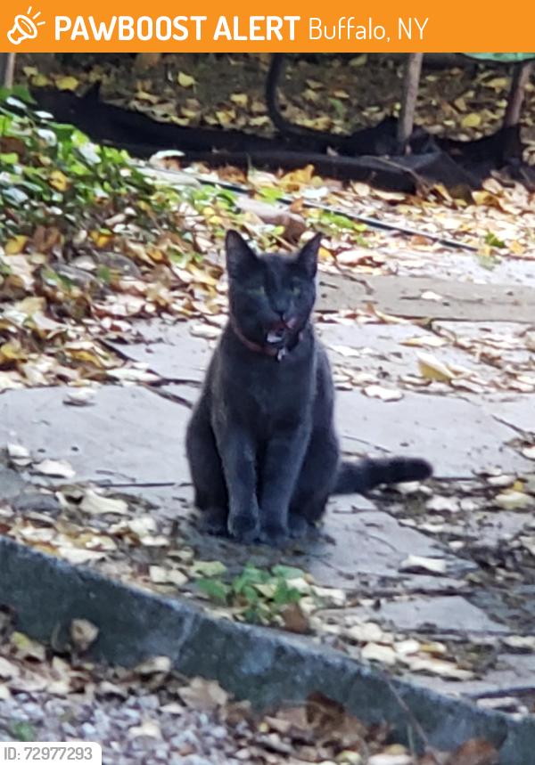 Found/Stray Unknown Cat last seen Avery Ave and Delaware Ave , Buffalo, NY 14216