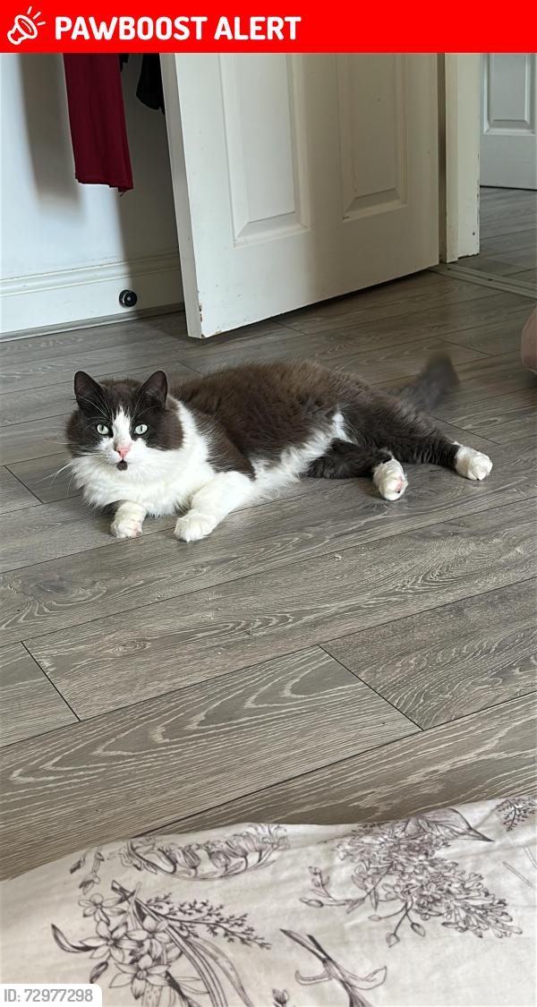 Lost Male Cat last seen Near Streatham high road , Greater London, England SW16 6EG