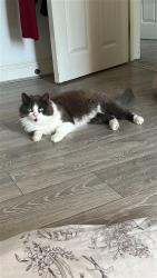 Lost Male Cat last seen Near Streatham high road , Greater London, England SW16 6EG
