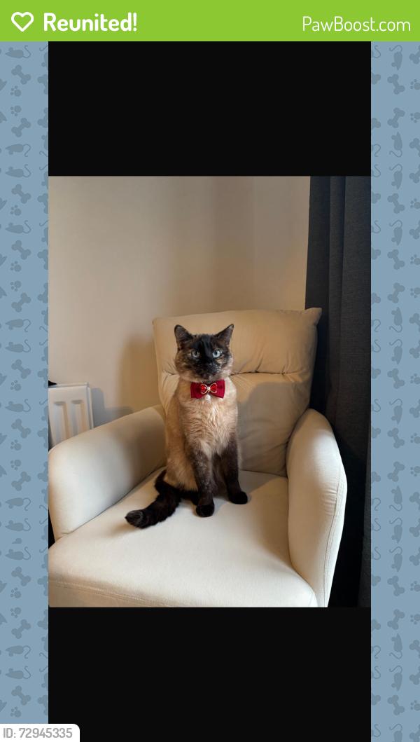 Reunited Female Cat last seen allington lane , Fair Oak, England SO50 7QX