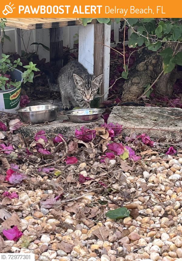 Found/Stray Unknown Cat last seen Cormorant and Dunlin, Delray Beach, FL 33444