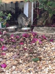 Found/Stray Unknown Cat last seen Cormorant and Dunlin, Delray Beach, FL 33444