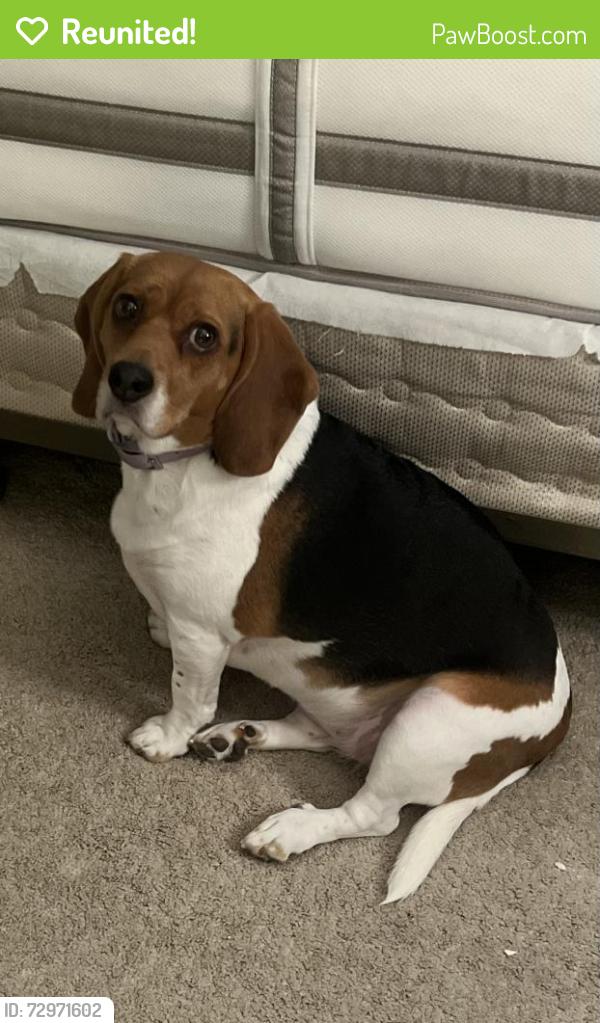 Reunited Female Dog last seen Near Givens Books, Lynchburg, VA 24501