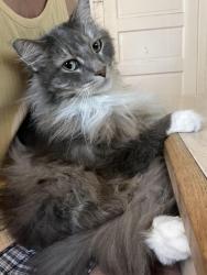 Lost Male Cat last seen Near West Morgan St, Durham, NC 27701