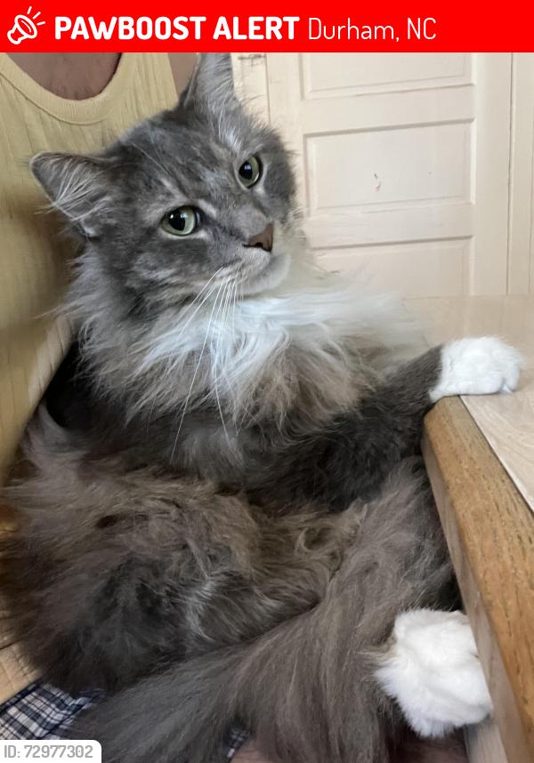 Lost Male Cat last seen Near West Morgan St, Durham, NC 27701