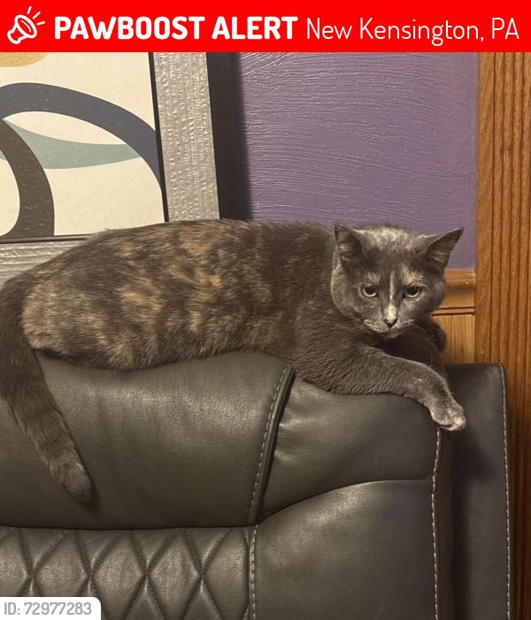 Lost Female Cat last seen Fairmont Drive Park, New Kensington, PA 15068