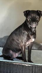 Reunited Female Dog last seen Southwest road and w 20th street, Sanford, FL 32771