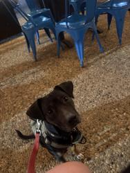 Reunited Male Dog last seen John F Kennedy Blvd near community college , North Bergen, NJ 07047