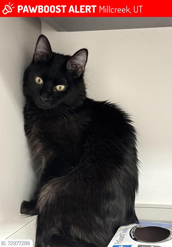 Lost Male Cat last seen Oakridge Elementary , Millcreek, UT 84124