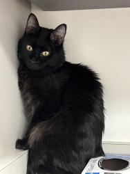 Lost Male Cat last seen Oakridge Elementary , Millcreek, UT 84124