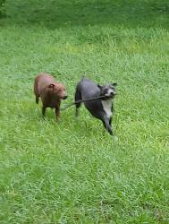 Reunited Female Dog last seen Black Walnut St, Grays Highlands, FL 34669, USA, Grays Highlands, FL 34669
