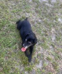 Reunited Unknown Dog last seen Near Myrtle Ave, Sanford, FL 32771, USA, Sanford, FL 32771