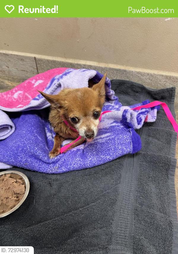 Reunited Male Dog last seen Neighborhood pool , Houston, TX 77084
