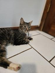 Found/Stray Unknown Cat last seen Luck Shoals Park in the back, Tucker, GA 30084