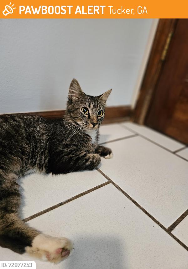 Found/Stray Unknown Cat last seen Luck Shoals Park in the back, Tucker, GA 30084